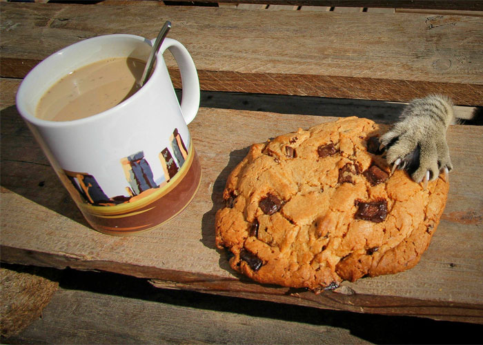 10+ Mascotas pilladas con las manos en la masa