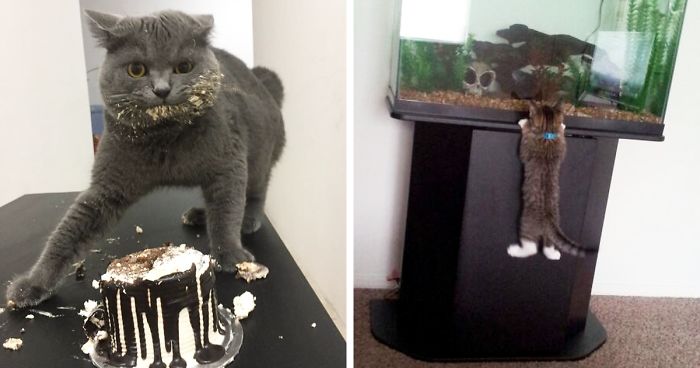 236 Times Pets Were Caught Red-Handed