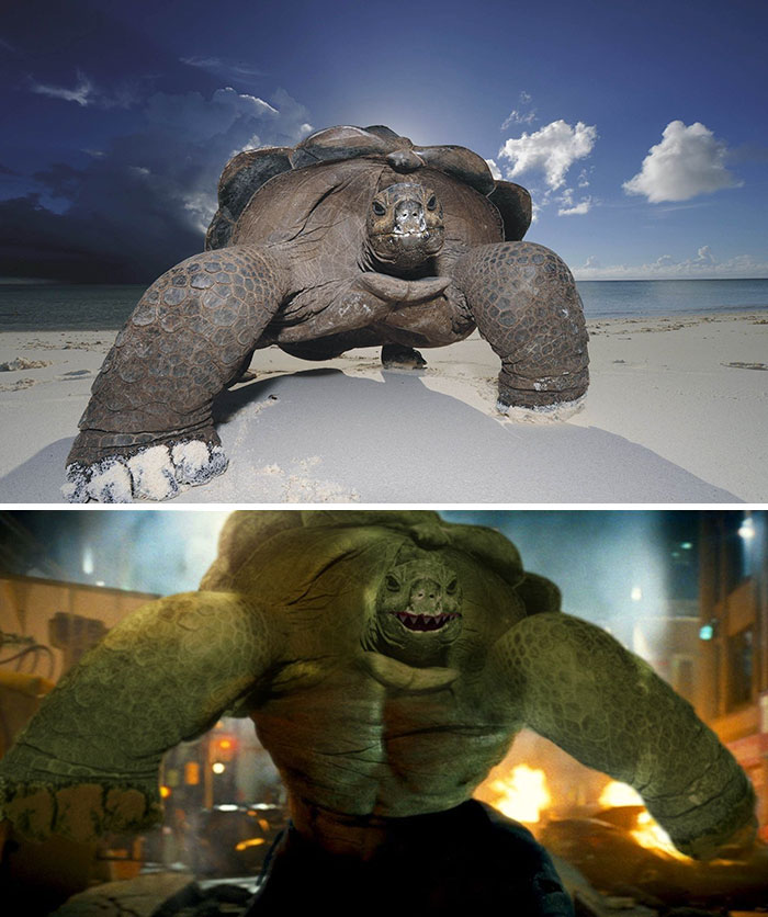 Turtlehulk