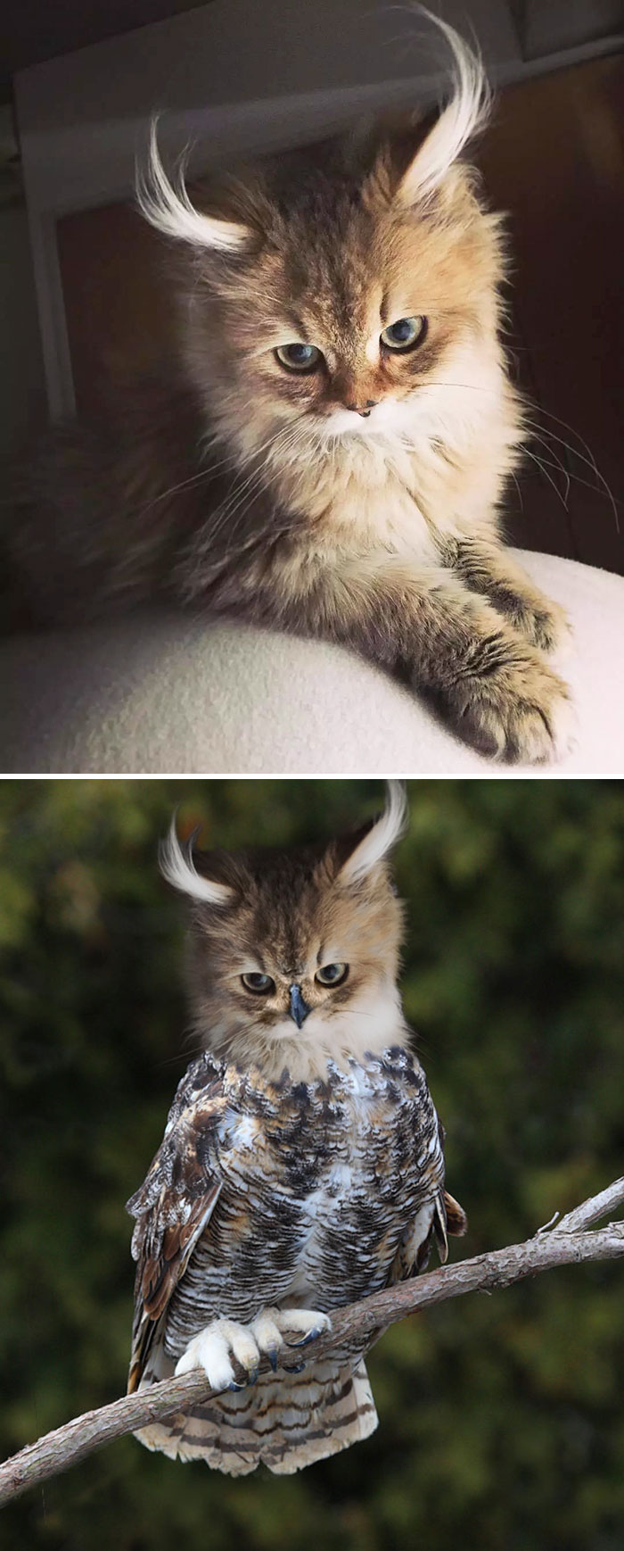 Bow Before The Wise Great Horned Meowl