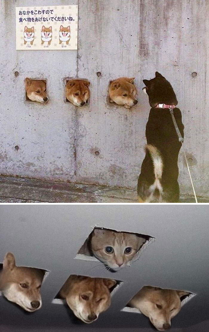 Ceiling Doges Are Watching You Masturbate