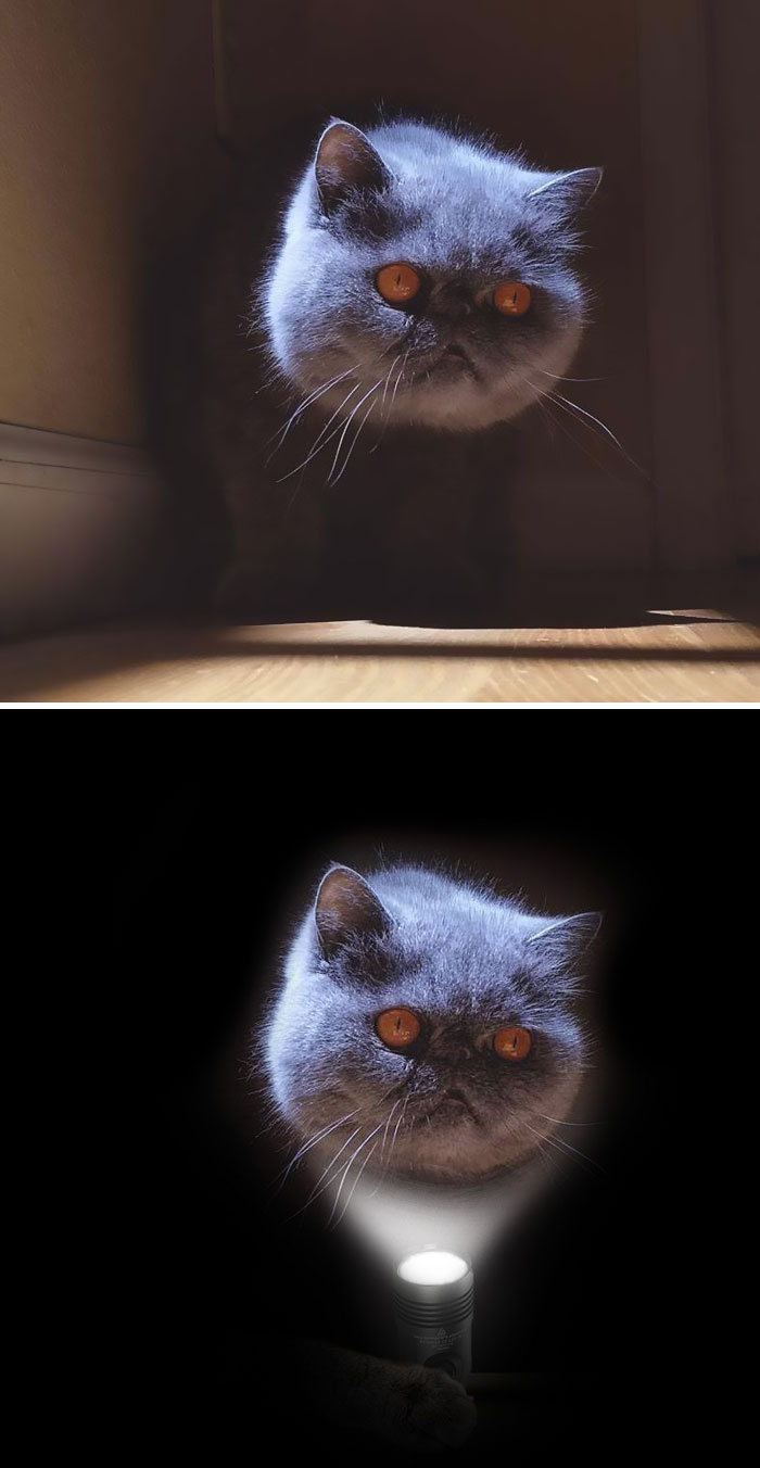 A Seemingly Disembodied Cat's Head