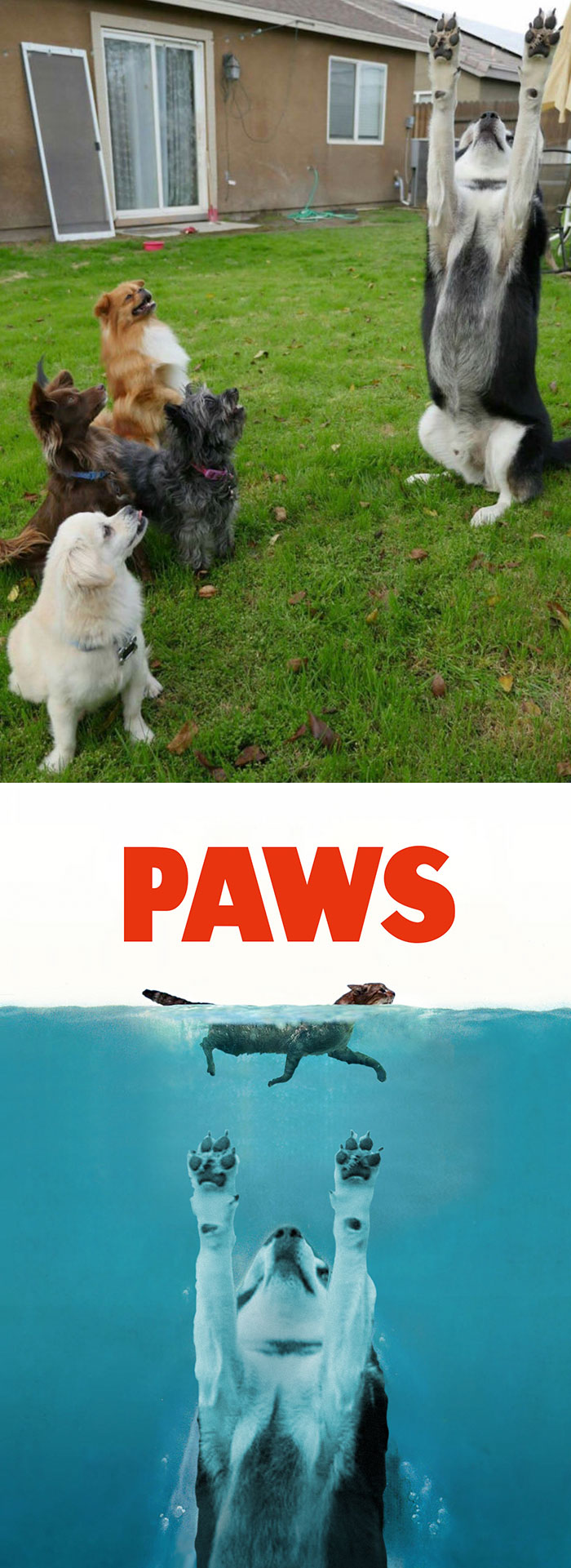 Get Out Of The Water!