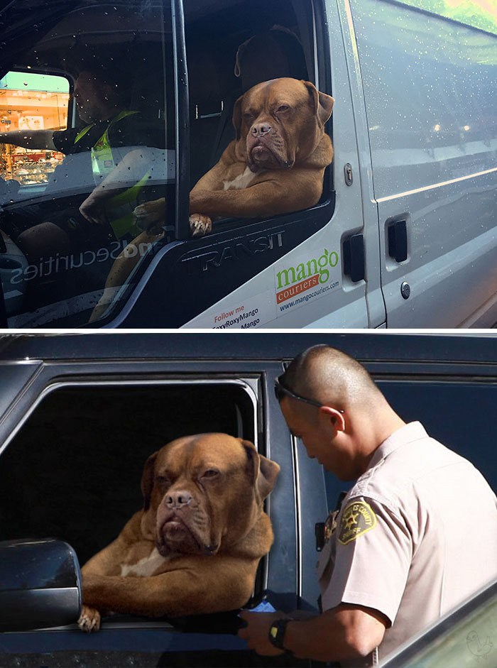 Throw Me A Bone And Let Me Off With A Warning?