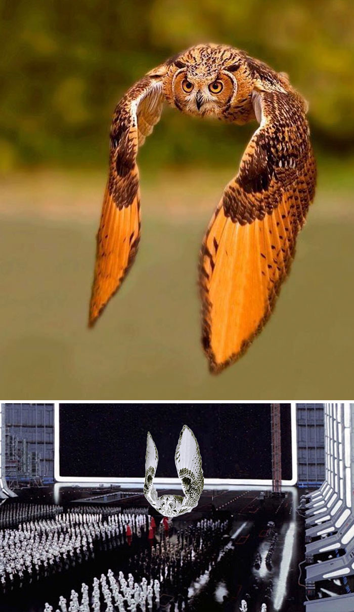 The Emperor's Arrival