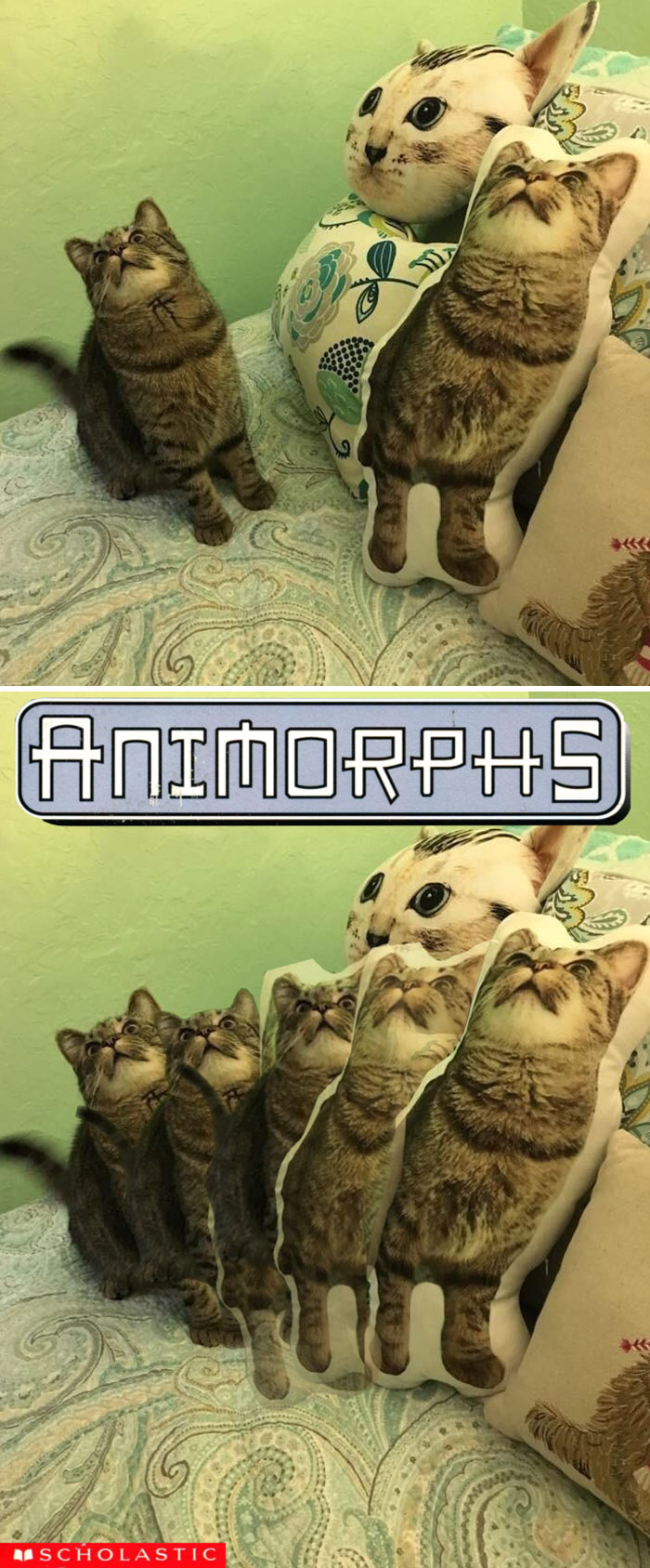 Cat With A Pillow Of Itself