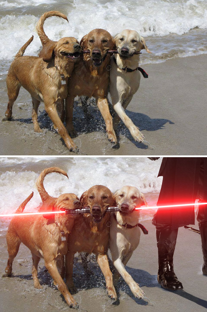 Three Dogs Sharing One Branch