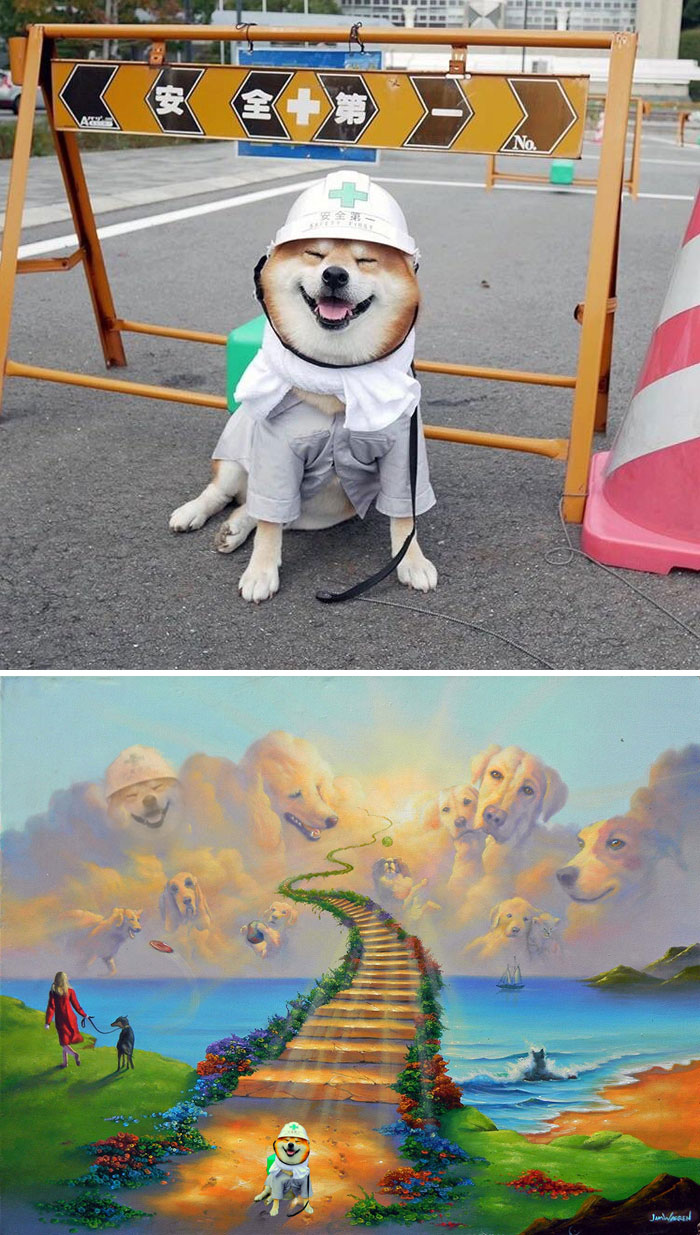 Shiba Wearing A Medical Outfit