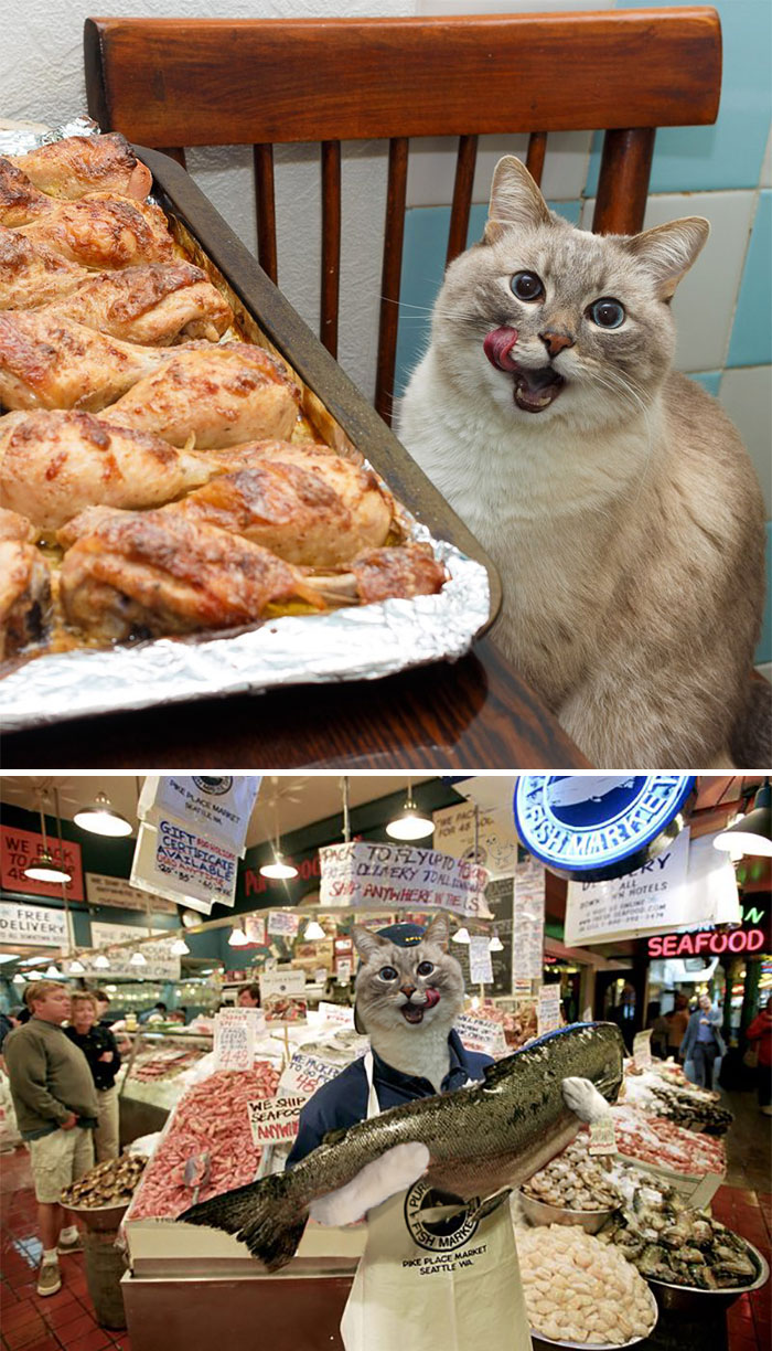 Cat Licking It's Lips Next To Chicken