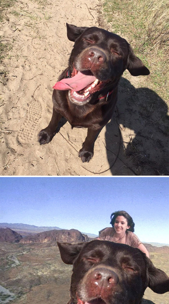 Dog Enjoying The Sun
