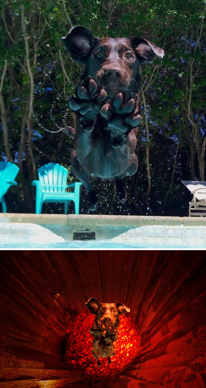 A Dog Jumping Into A Pool