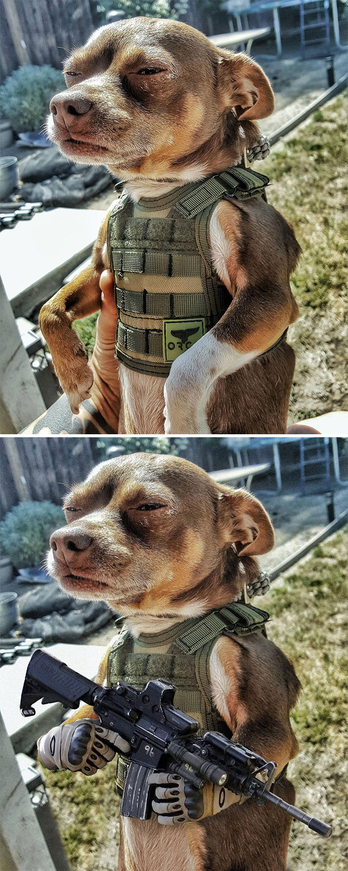 Dog Wearing A Beer Cozy