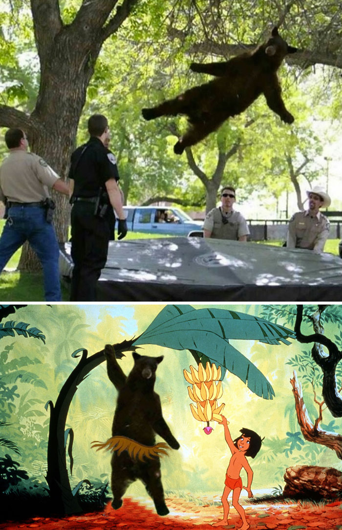 Tranquilized Bear Falling From Tree