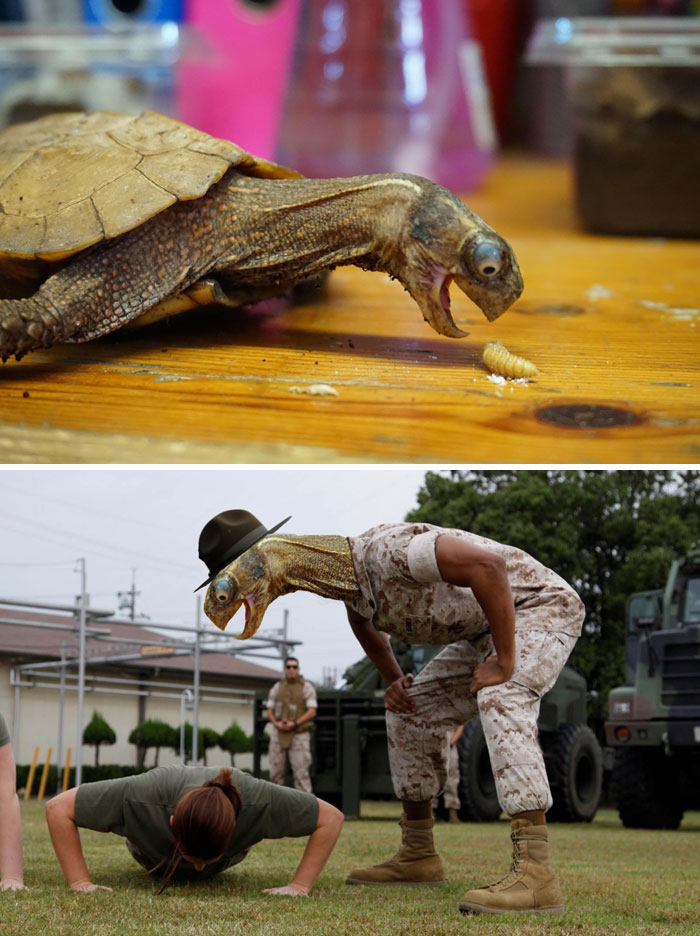 This Turtle About To Eat