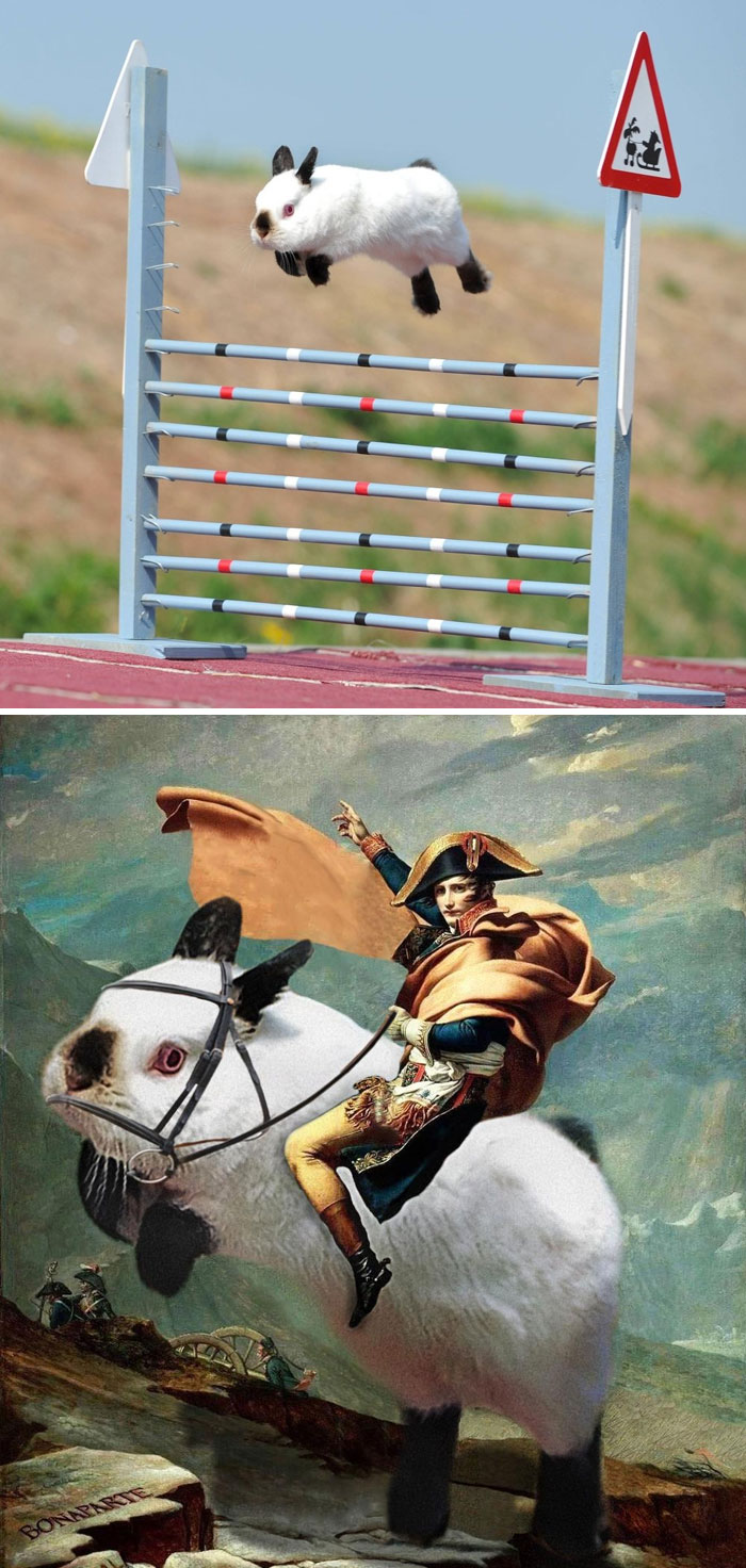 Rabbit Soaring Over The Poles.