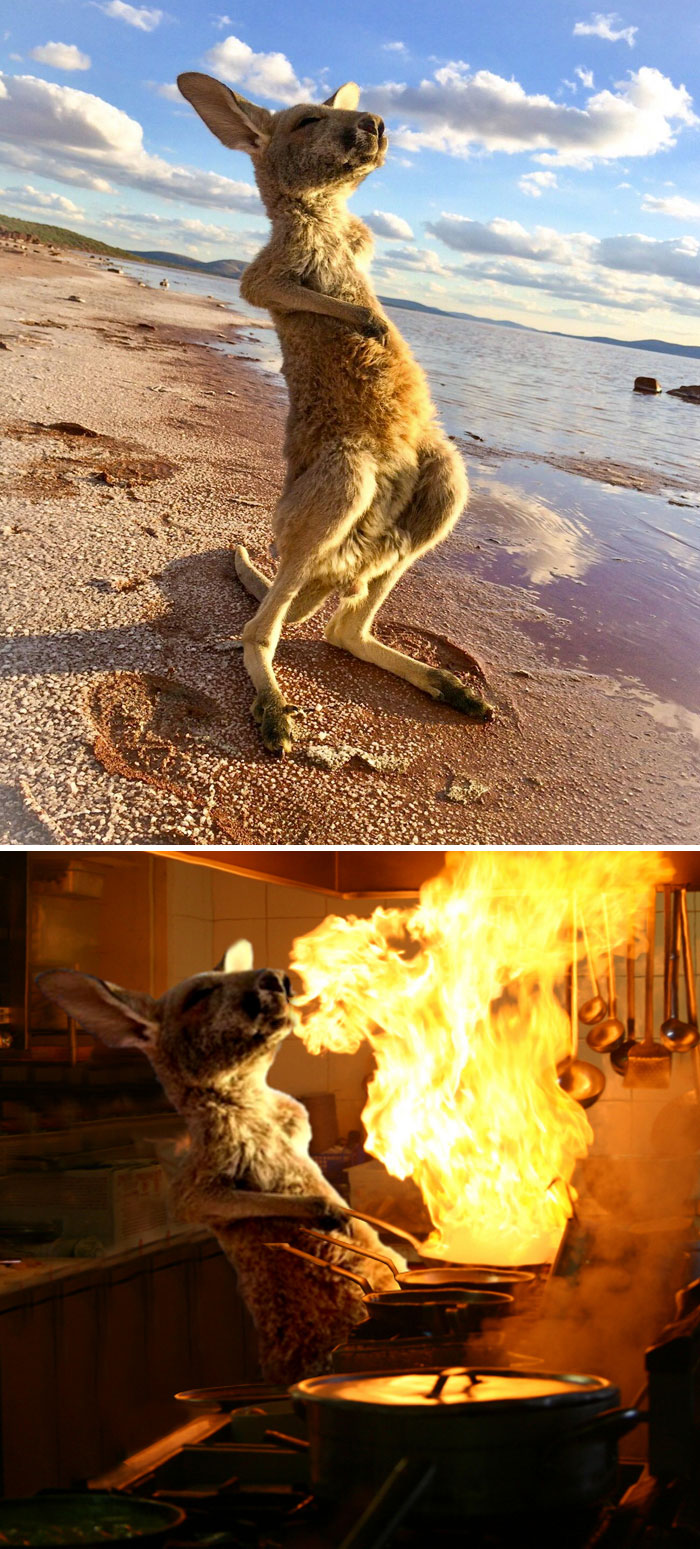 This Kangaroo Feeling The Outback Aussie Sunshine