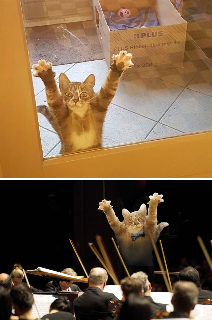 This Cat Longing For Attention