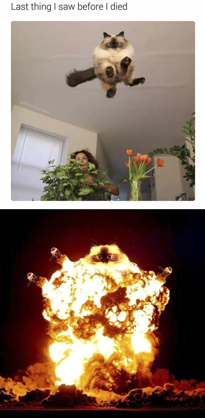 Cat Caught Hovering In Midair Pounce