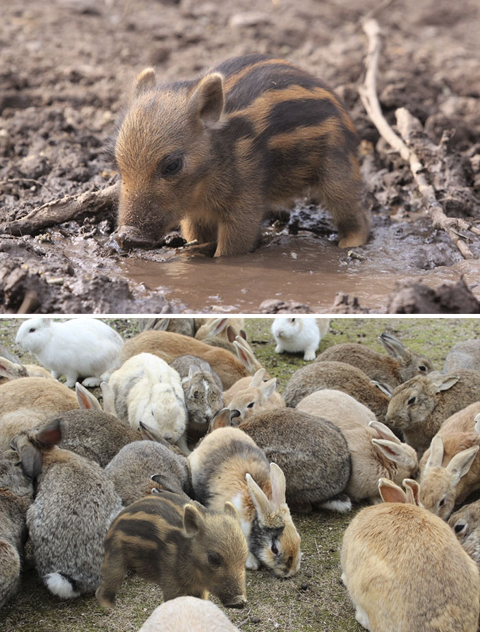 Tiny Warthog In Tiny Mud Puddle