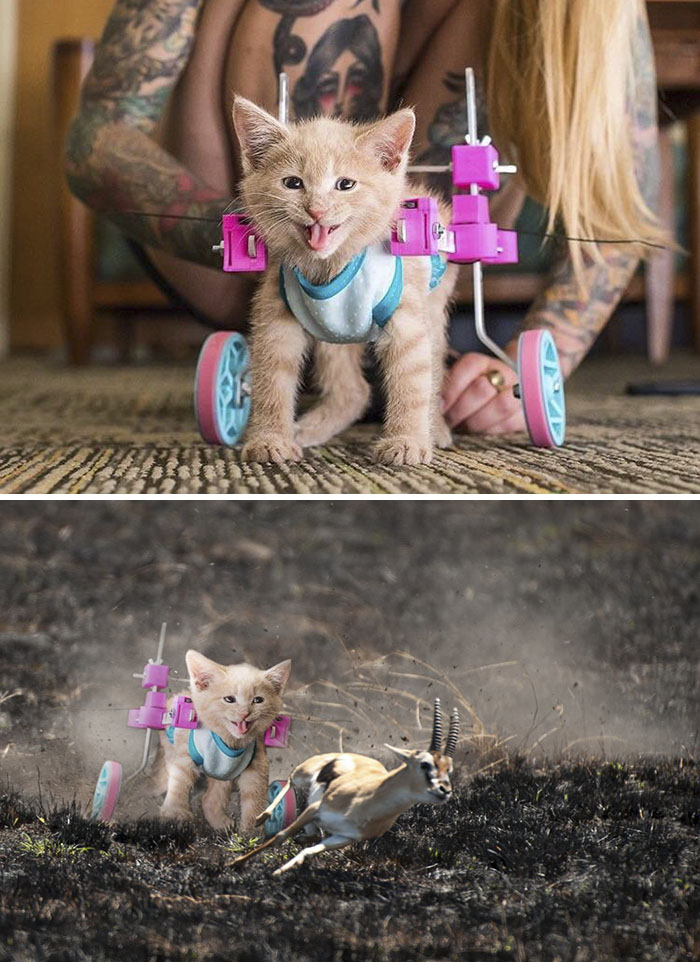 This Happy Cat In A Wheelchair