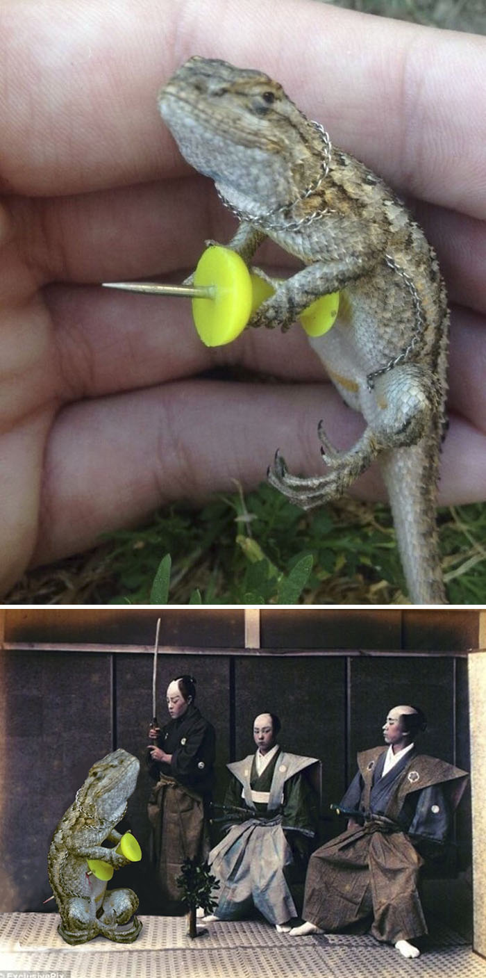 Ghecko With A Push Pin