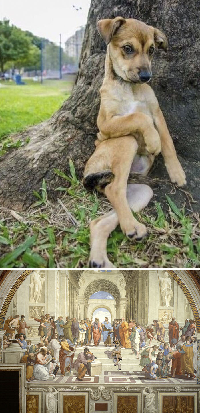 Puppy Posing For The Camera At The Dog Park