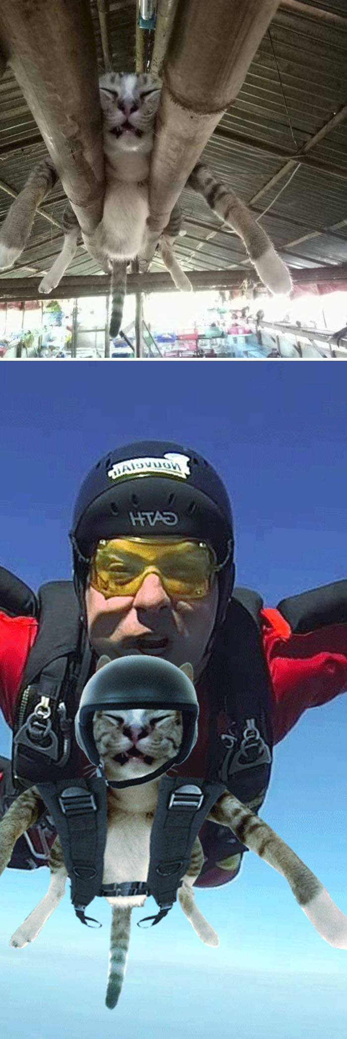 Cat Hanging On Pipes