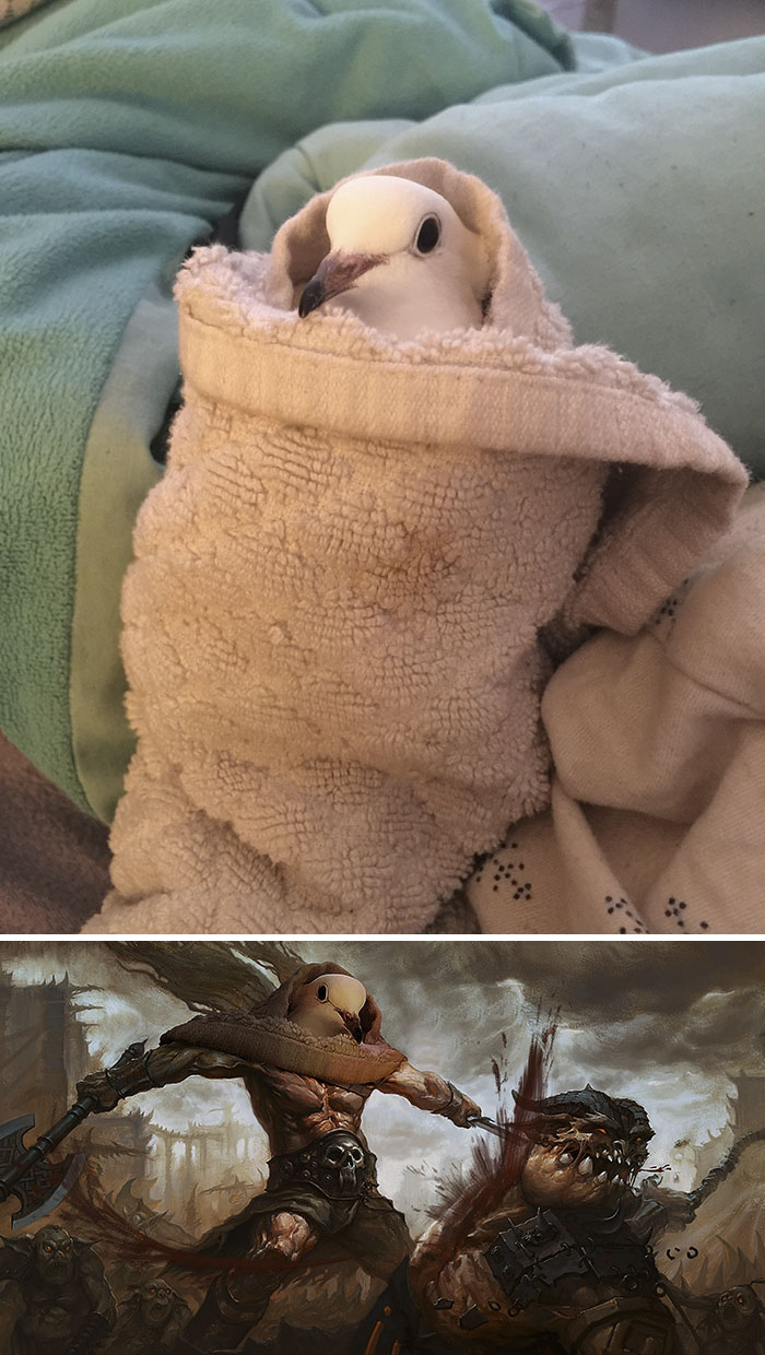 This Dove Warming Up After A Bath