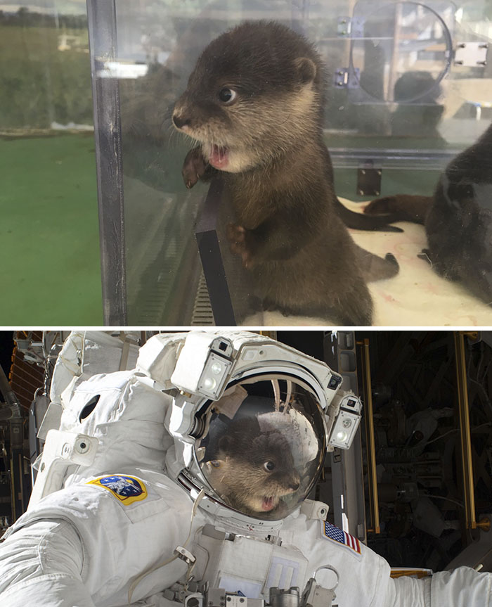 Otter Looking On With Mouth Agape