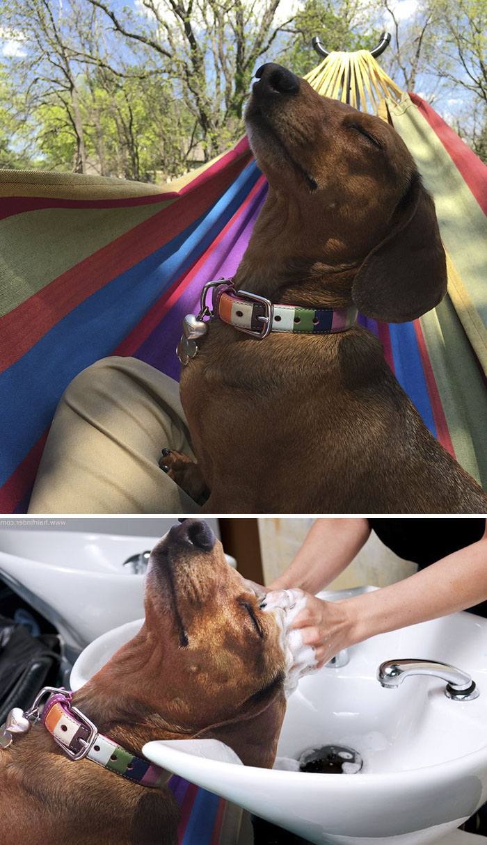 Hammock Dog Basking In Sunlight Triumphantly
