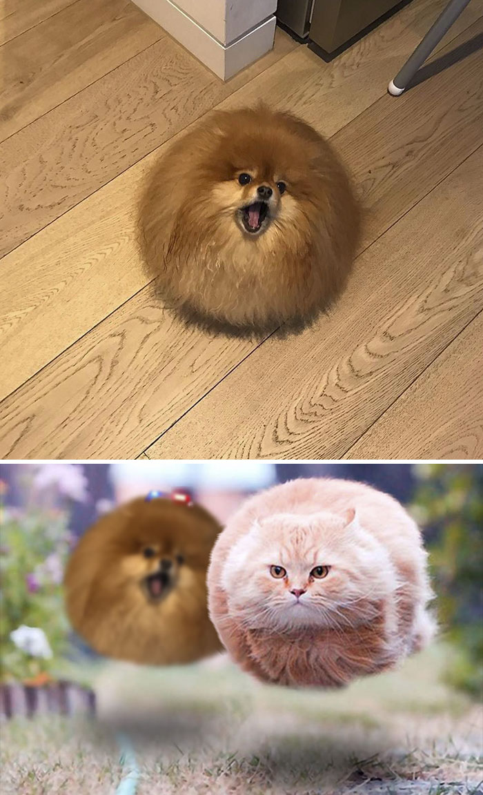 This Floofy Pom-pomeranian