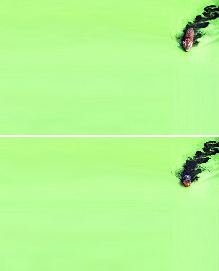 This Tiger Swimming Through Algae