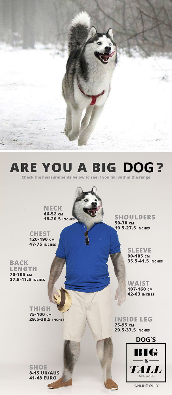 Dog Running In The Snow