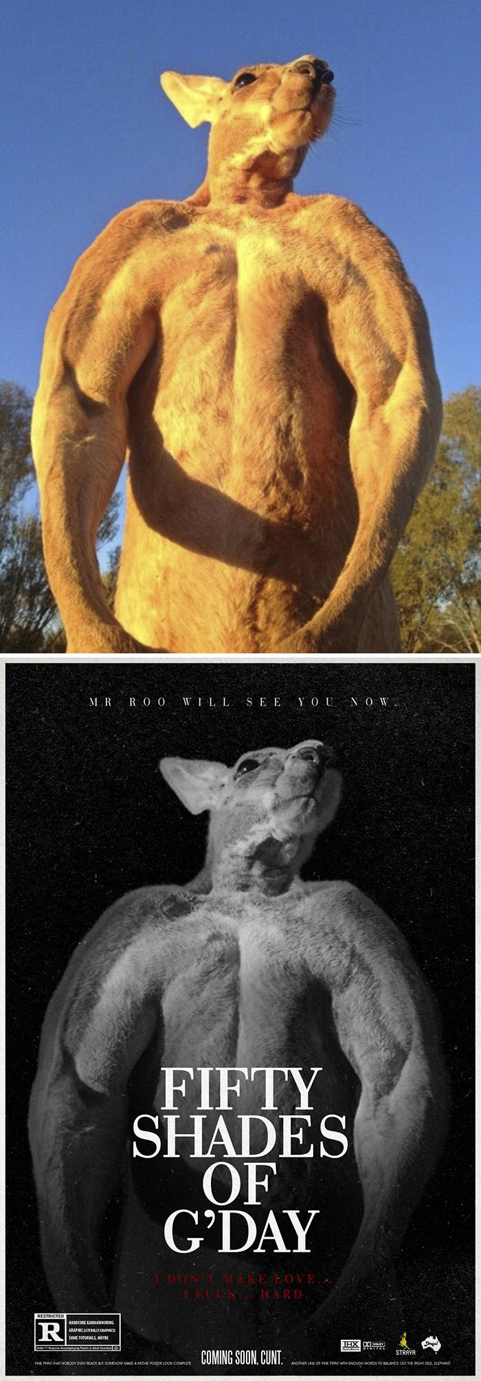 Roger The Alpha From The Kangaroo Sanctuary