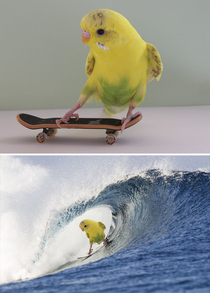 Skateboarding Budgie