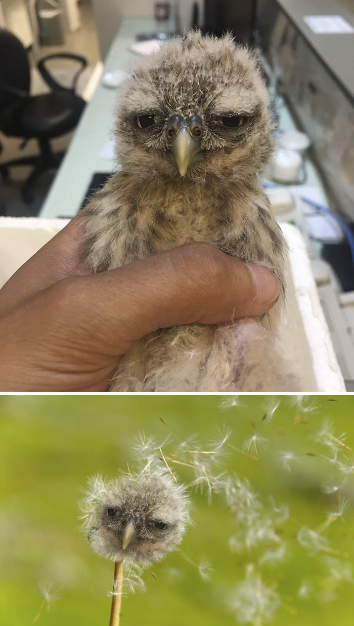 This Baby Bird