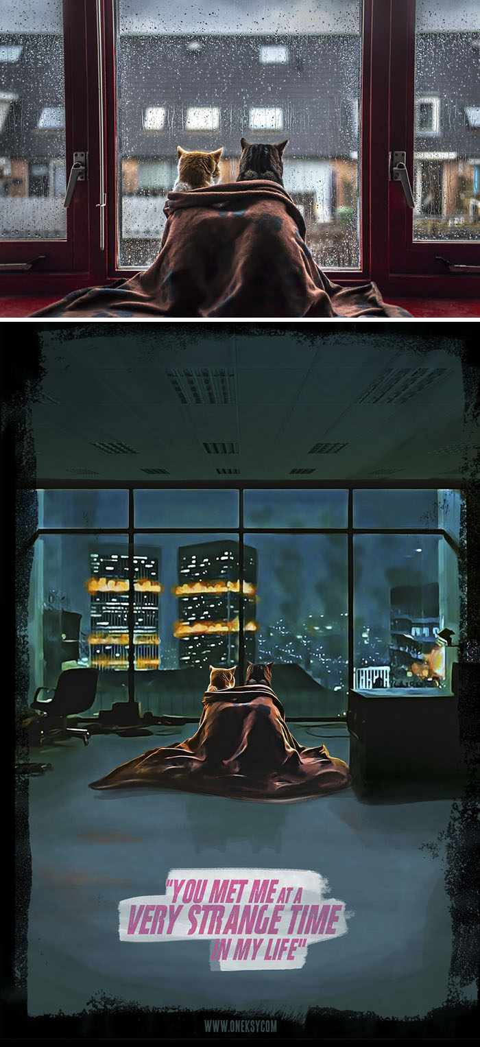 Cats In Front Of The Window