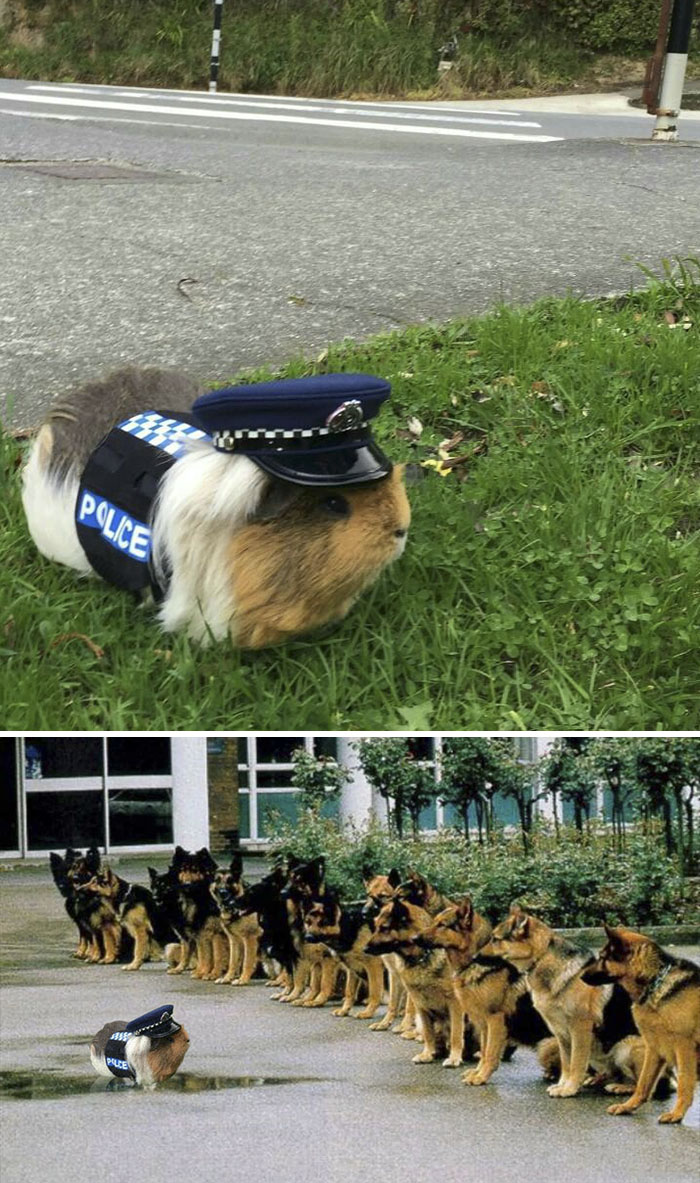 A Guinea Pig Wearing A Police Costume