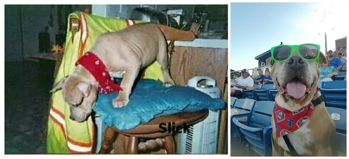 10wks To 11yrs Still Coolest Pup On The Block