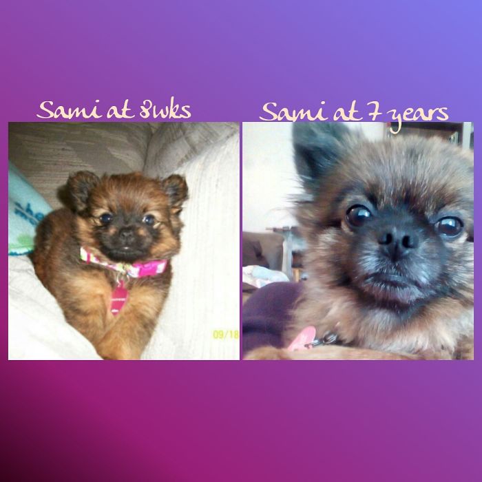 Gone A Little Grey In The Muzzle, Still Super Cute!