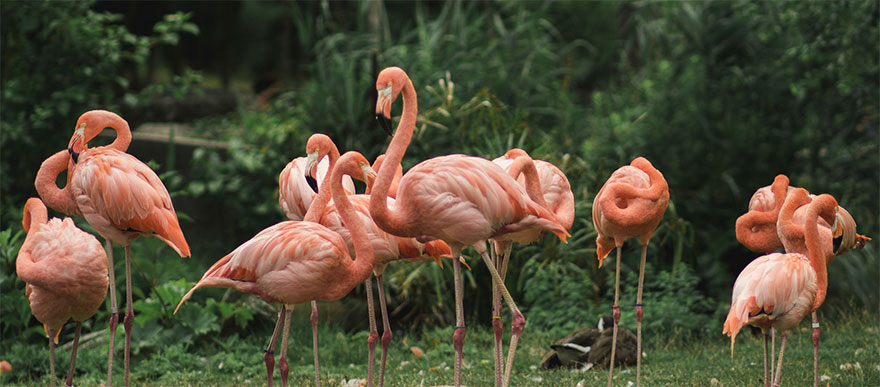 Pink-flamingo-day-2017