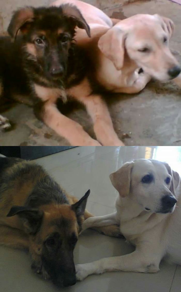 Partners In Crime From Puppyhood Till Now.