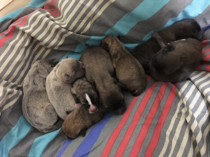 This Pregnant Dog Just Had A Maternity Photoshoot, And People Just Can't Handle It