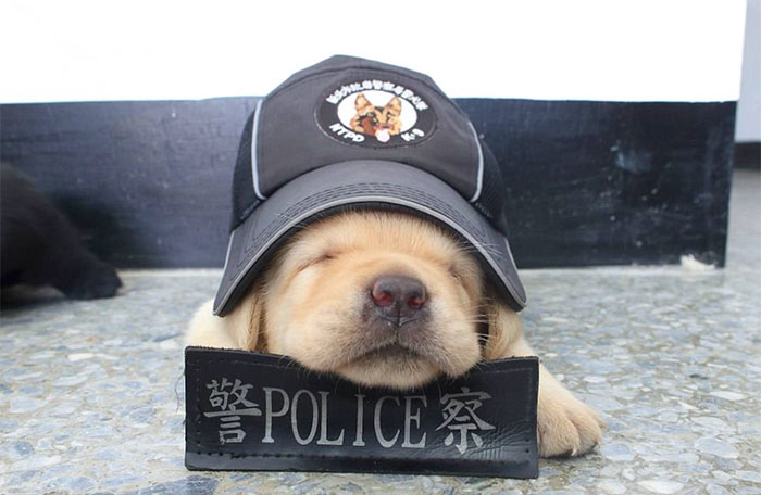 Police Recruits New Puppies, And The Internet Is Having Serious Cuteness Overload