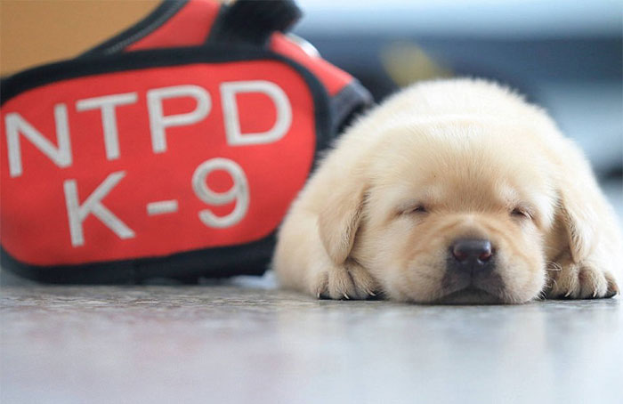 Police Recruits New Puppies, And The Internet Is Having Serious Cuteness Overload Police Recruits New Puppies, And The Internet Is Having Serious Cuteness Overload