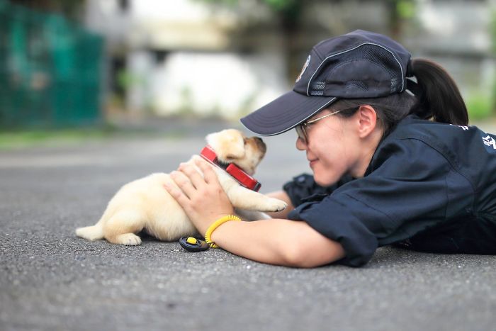 Police Recruits New Puppies, And The Internet Is Having Serious Cuteness Overload Police Recruits New Puppies, And The Internet Is Having Serious Cuteness Overload