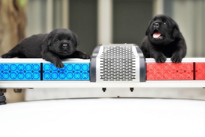 Police Recruits New Puppies, And The Internet Is Having Serious Cuteness Overload Police Recruits New Puppies, And The Internet Is Having Serious Cuteness Overload