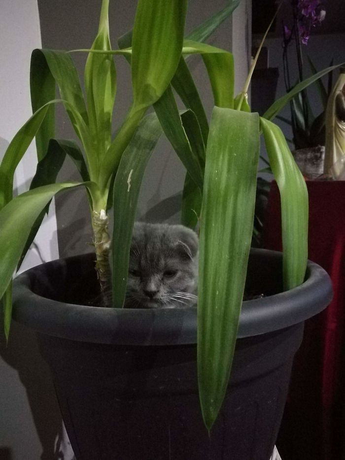 Hiding-place... Or A Toilet 🐈💩