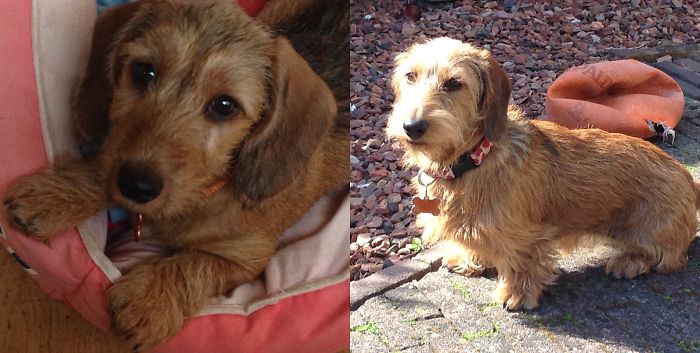 Dachshund Sarah; 9 Weeks, 2 Years!
