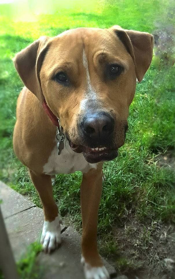 sad-shelter-dog-no-one-adopts-bear-7